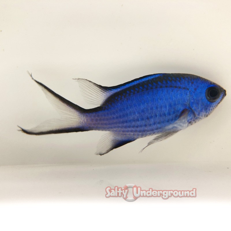 Salty Underground: Blue Reef Chromis (Chromis Cyaneus)