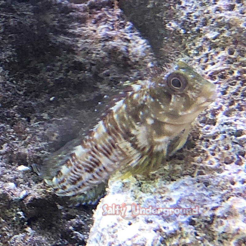 Molly Miller blenny full