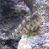 Molly Miller blenny full