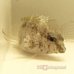 Scorpion Blenny