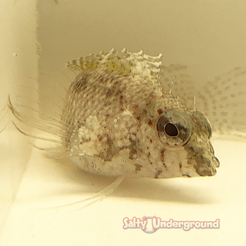 Scorpion Blenny