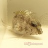 Scorpion Blenny