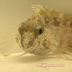 Scorpion Blenny