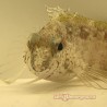 Scorpion Blenny