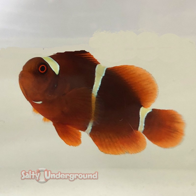 Gold Stripe Maroon Clownfish (Maroon)