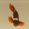 Gold Stripe Maroon Clownfish (Maroon)