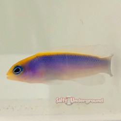 Sunrise Dottyback...