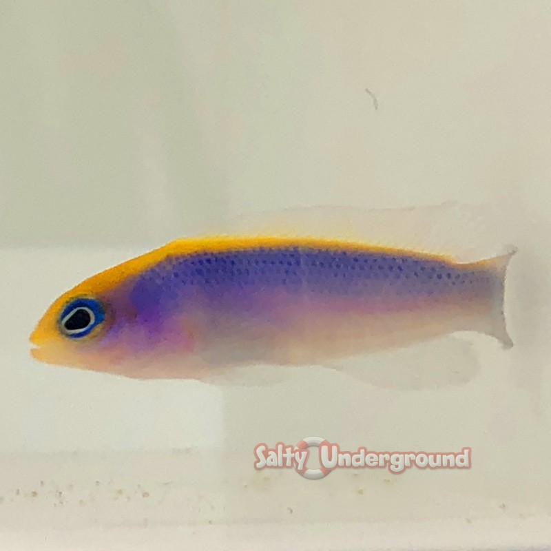 Sunrise Dottyback  Captive-bred (Pseudochromis flavivertex-blue)