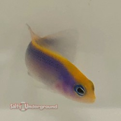 Sunrise Dottyback  Captive-bred (Pseudochromis flavivertex-blue)