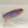 Sunrise Dottyback  Captive-bred (Pseudochromis flavivertex-blue)