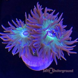 Salty Underground: Duncan Coral 3-4 heads