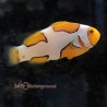 Extreme Picasso Clownfish-Captive Bred