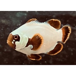 Maroon Gold Nugget Clownfish (Premnas biaculeatus) sideview