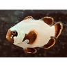 Maroon Gold Nugget Clownfish (Premnas biaculeatus) sideview