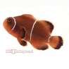 White Stripe Maroon Clownfish (Maroon)