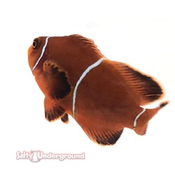 White Stripe Maroon Clownfish (Maroon)