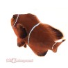 White Stripe Maroon Clownfish (Maroon)