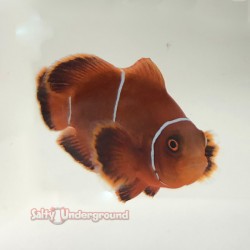 White Stripe Maroon Clownfish (Maroon)