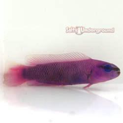 Orchid Dottyback...