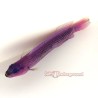 Orchid Dottyback (Pseudochromis Fridmani) Captive-Bred