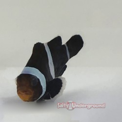 Black Ocellaris Clownfish...
