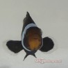 Black Ocellaris Clownfish (Ocellaris)