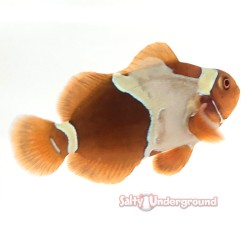 Gold Flake Clownfish (Maroon)