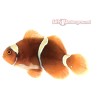 Gold Flake Clownfish (Maroon)