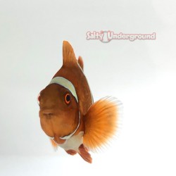 Gold Flake Clownfish (Maroon)