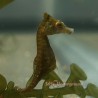 Dwarf Seahorse