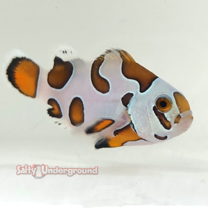 Orange Storm Clownfish (Ocellaris)