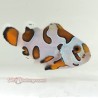 Orange Storm Clownfish (Ocellaris)