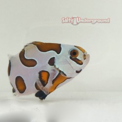 Orange Storm Clownfish (Ocellaris)