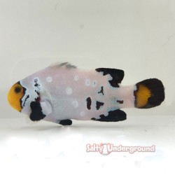 Frostbite Clownfish...