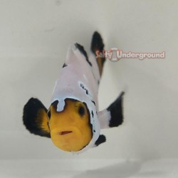 Frostbite Clownfish (Ocellaris)