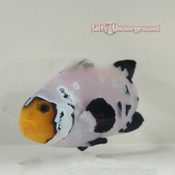 Frostbite Clownfish (Ocellaris)