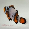 Blacker Ice Clownfish-Captive Bred back side