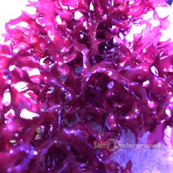 Salty Underground: Red Pom Pom Graciliria Algae