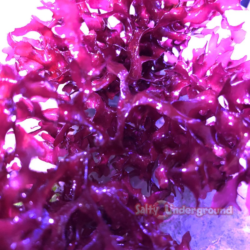 Salty Underground: Red Pom Pom Graciliria Algae