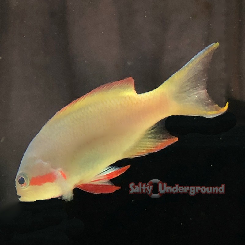 Salty Underground: Red Cheek Huchtii Anthias (Pseudanthias huchtii)