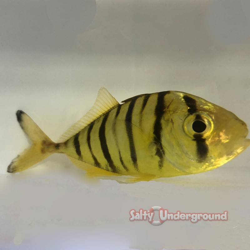 Golden Trevally (Gnathanodon speciosus) Captive Bred