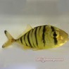 Golden Trevally (Gnathanodon speciosus) Captive Bred