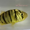 Golden Trevally (Gnathanodon speciosus) Captive Bred