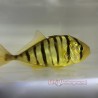 Golden Trevally (Gnathanodon speciosus) Captive Bred