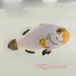 Platinum Clownfish (Percula)