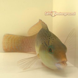 Yellow Head Wrasse