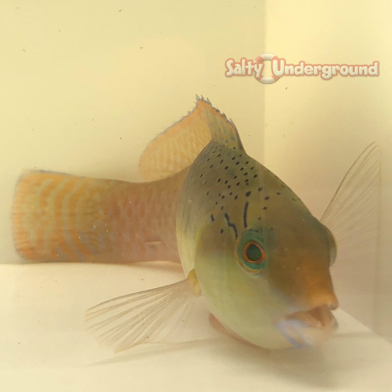 Yellow Head Wrasse