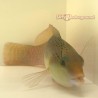 Yellow Head Wrasse