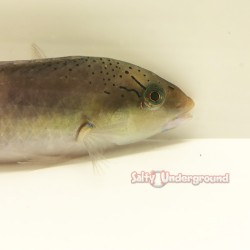Yellow Head Wrasse