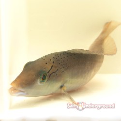 Yellow Head Wrasse